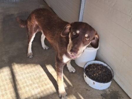 Adozione cane, maschio, Razza sconosciuta Razza sconosciuta, 1 anno e 10 mesi, taglia media contenuta, Cosenza