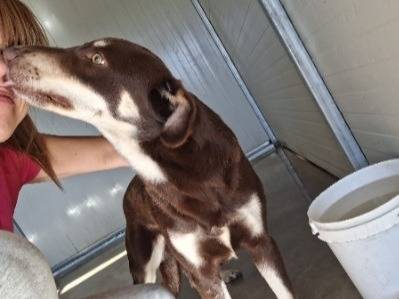 Adotta un cane, maschio, 1 anno e 10 mesi, Cosenza