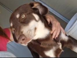 Adotta un cane, taglia media contenuta, maschio, Cosenza