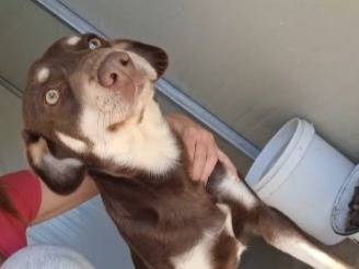 Vuoi adottare un cane a Cosenza?