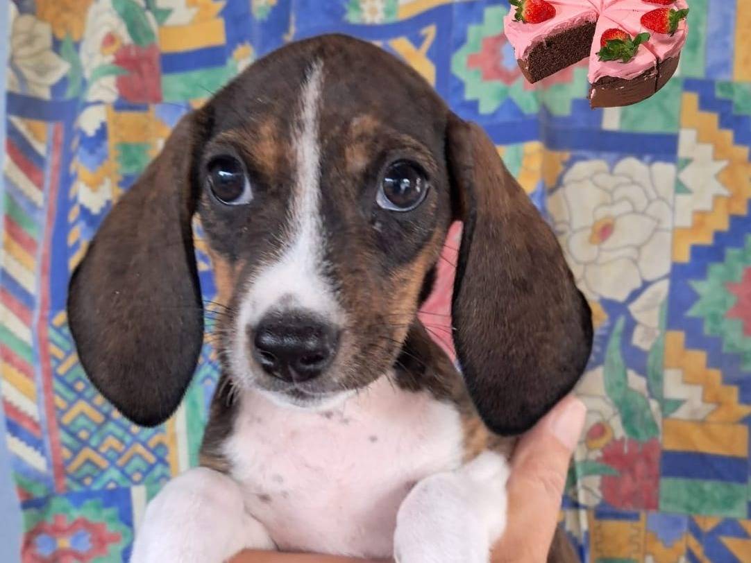 Adozione cane, femmina, Segugio Razza sconosciuta, 3 mesi, taglia media, Padova