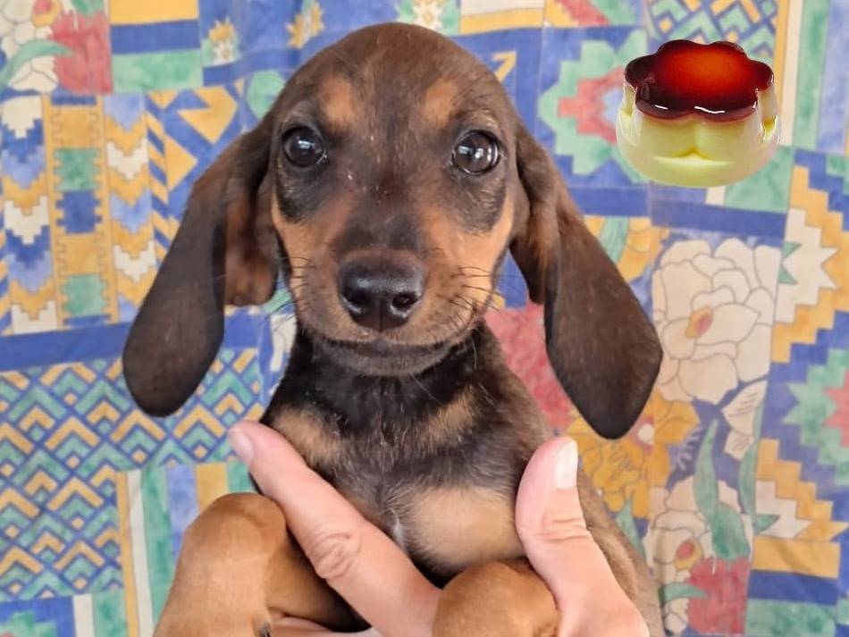 Adozione cane, maschio, Segugio Razza sconosciuta, 3 mesi, taglia media, Treviso