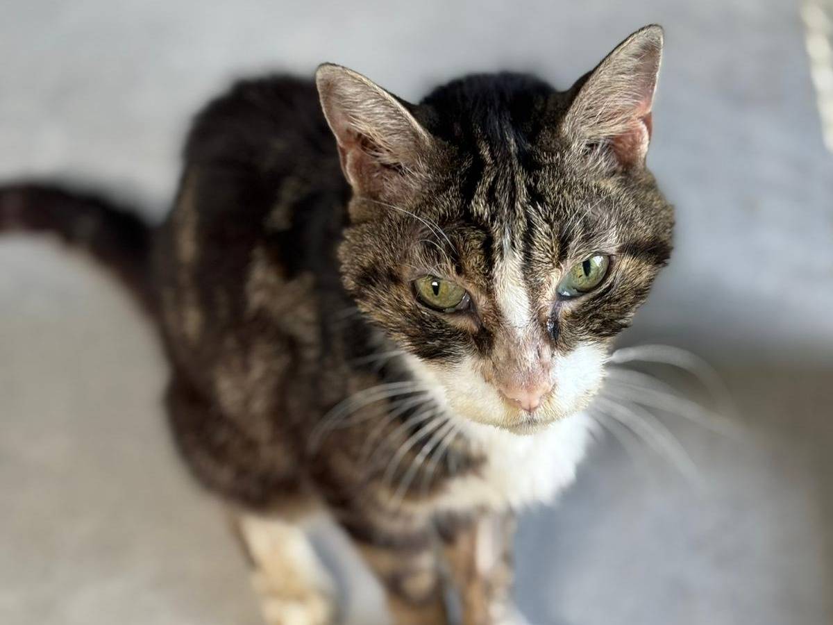Adozione gatto, maschio, Razza sconosciuta Razza sconosciuta, 24 anni e 7 mesi, taglia non valida, Pisa