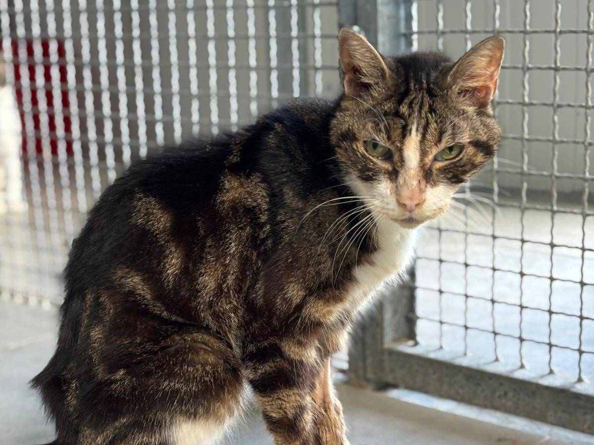 Adotta un gatto, taglia non valida, maschio, Pisa