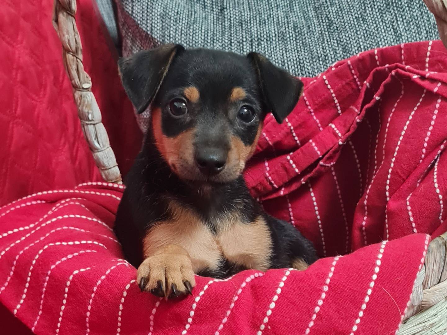 Adozione cane, maschio, Pinscher Razza sconosciuta, 2 mesi, taglia piccola, Vibo