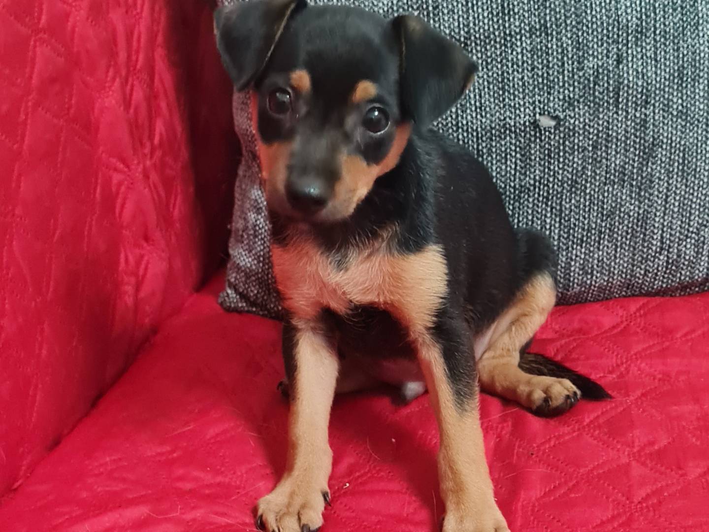 Adotta un cane, maschio, 2 mesi, Vibo