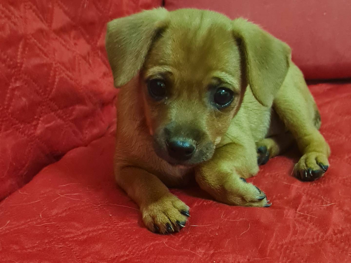 Adozione cane, femmina, Pinscher Razza sconosciuta, 2 mesi, taglia piccola, Vibo