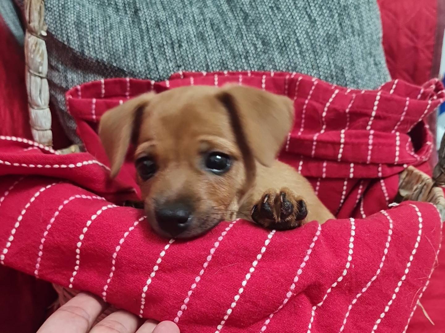 Adotta un cane, femmina, 2 mesi, Vibo