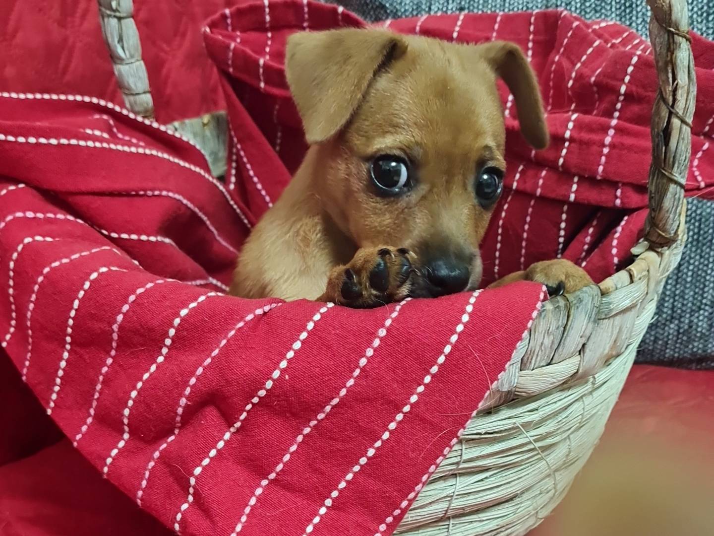 Adotta un cane, taglia piccola, femmina, Vibo