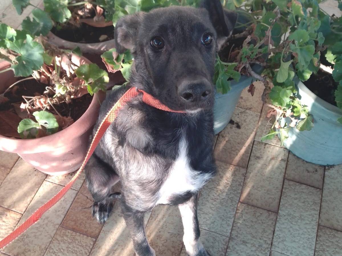 Vuoi adottare un cane a Avellino?