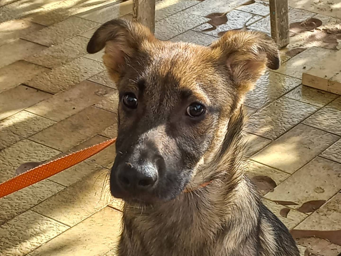 Adozione cane, femmina, Razza sconosciuta Razza sconosciuta, 4 mesi, taglia media, Avellino