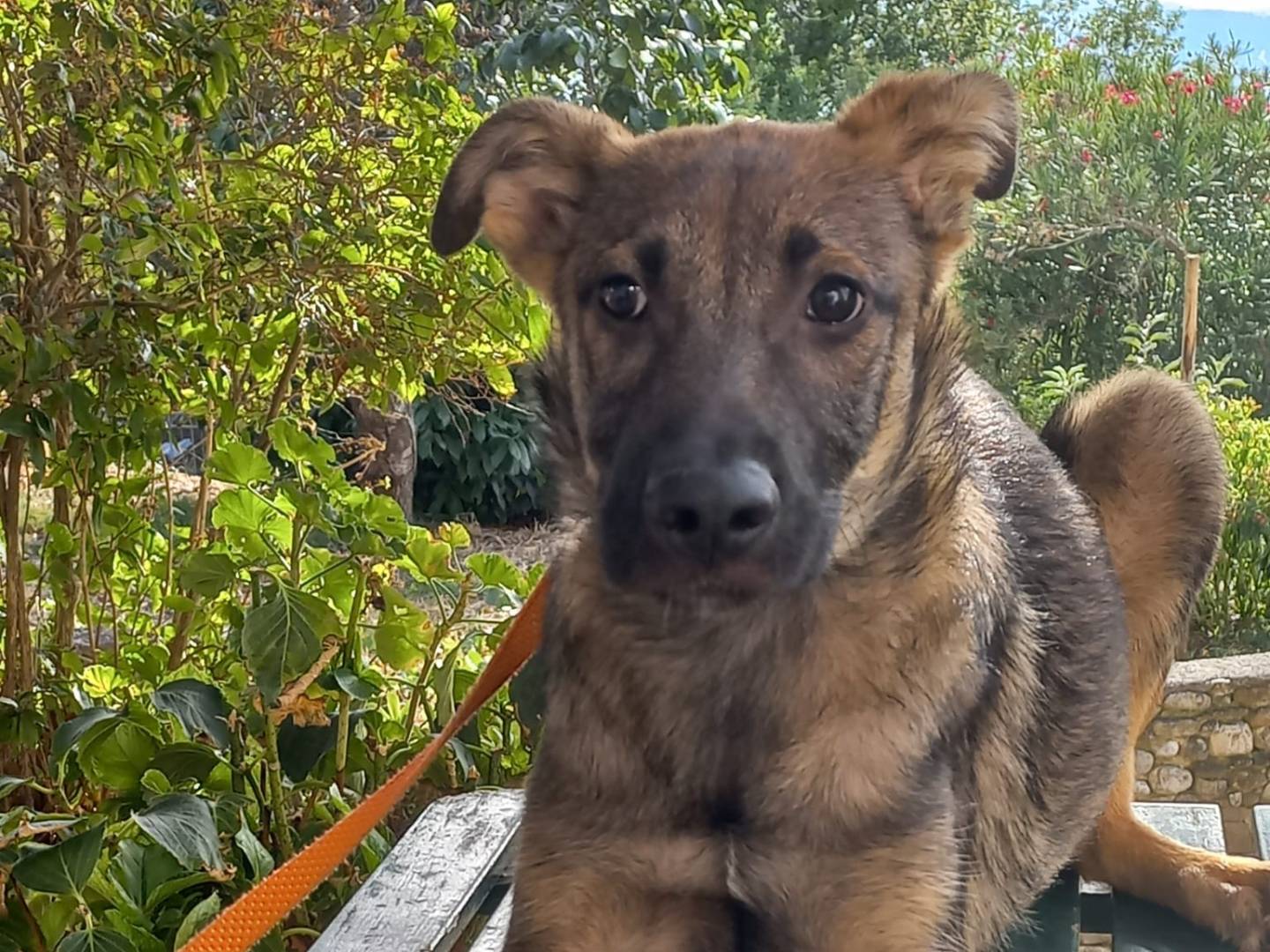 Adotta un cane, femmina, 4 mesi, Avellino
