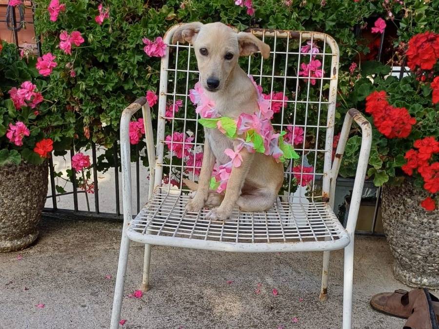 Adozione cane, femmina, Razza sconosciuta Razza sconosciuta, 5 mesi, taglia piccola, Salerno