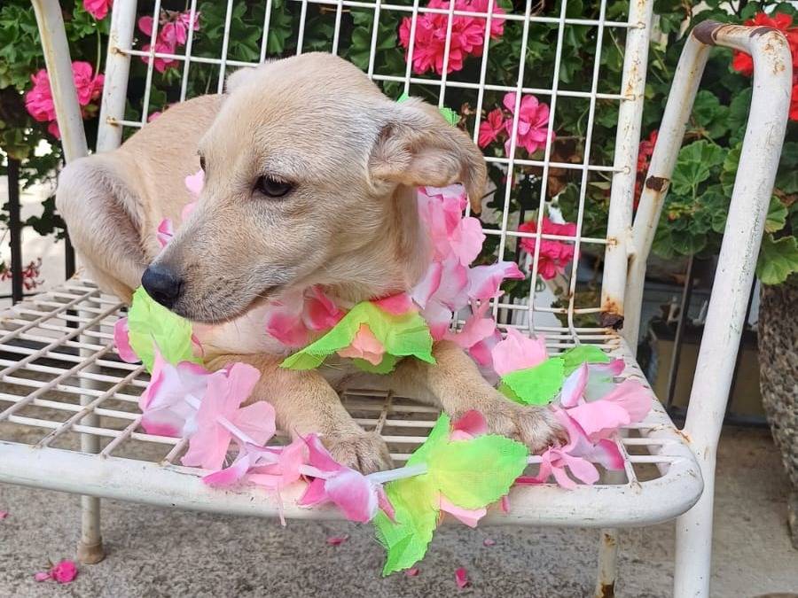 Adotta un cane, femmina, 5 mesi, Salerno