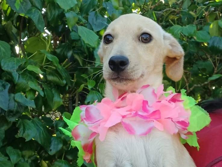 Adotta un cane, taglia piccola, femmina, Salerno