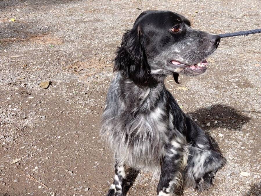 Adozione cane, maschio, Setter Inglese Razza sconosciuta, 2 anni e 10 mesi, taglia media, Caserta