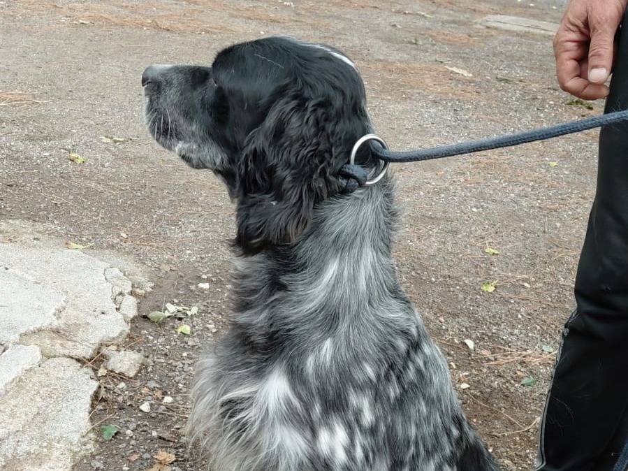Adotta un cane, maschio, 2 anni e 10 mesi, Caserta