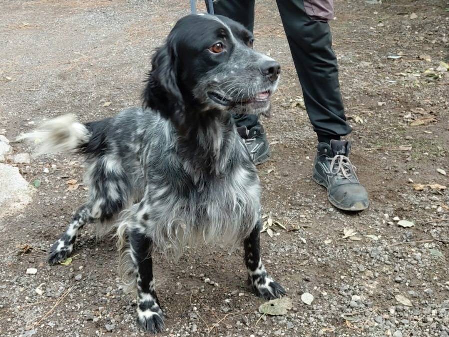 Adotta un cane, taglia media, maschio, Caserta