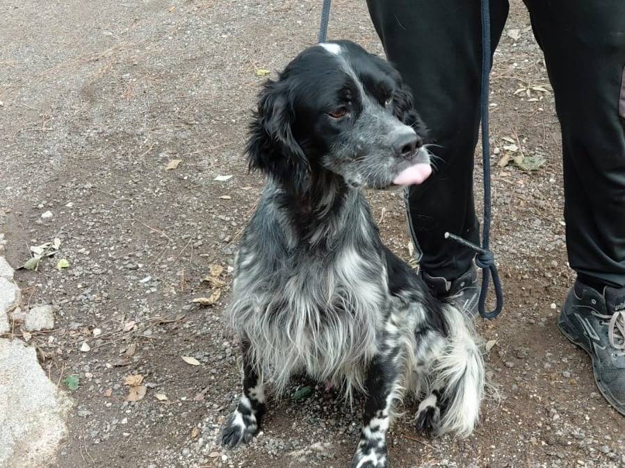 Vuoi adottare un cane a Caserta?
