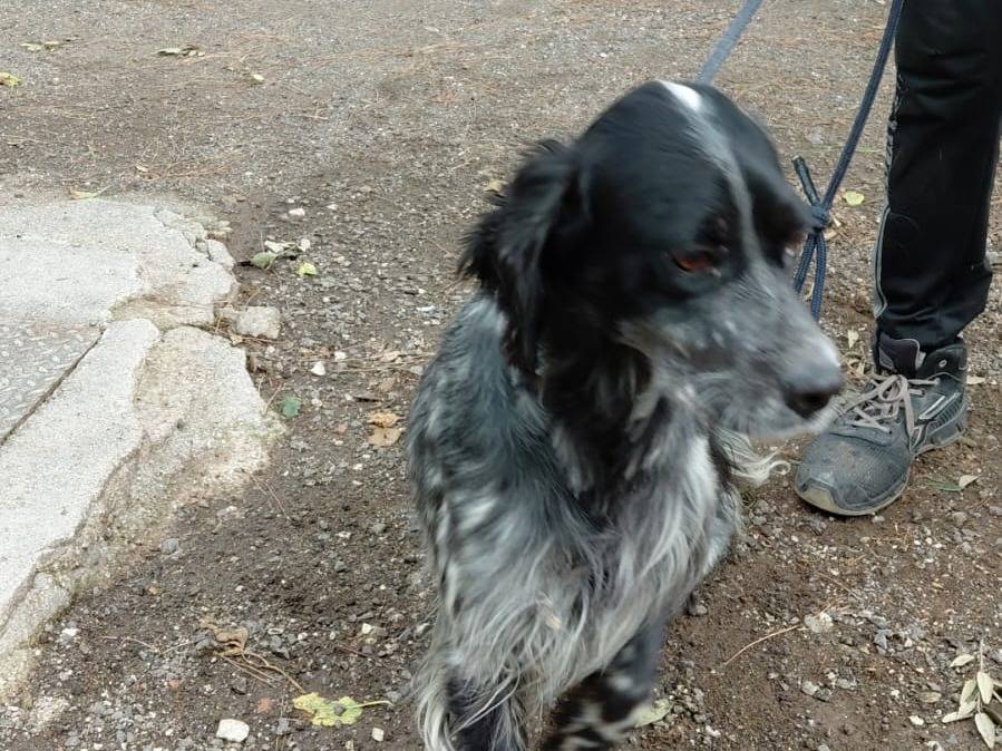 Adotta il cane Raul a Caserta