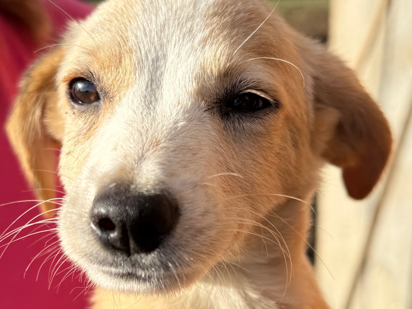 Adotta un cane, maschio, 3 mesi, Catanzaro