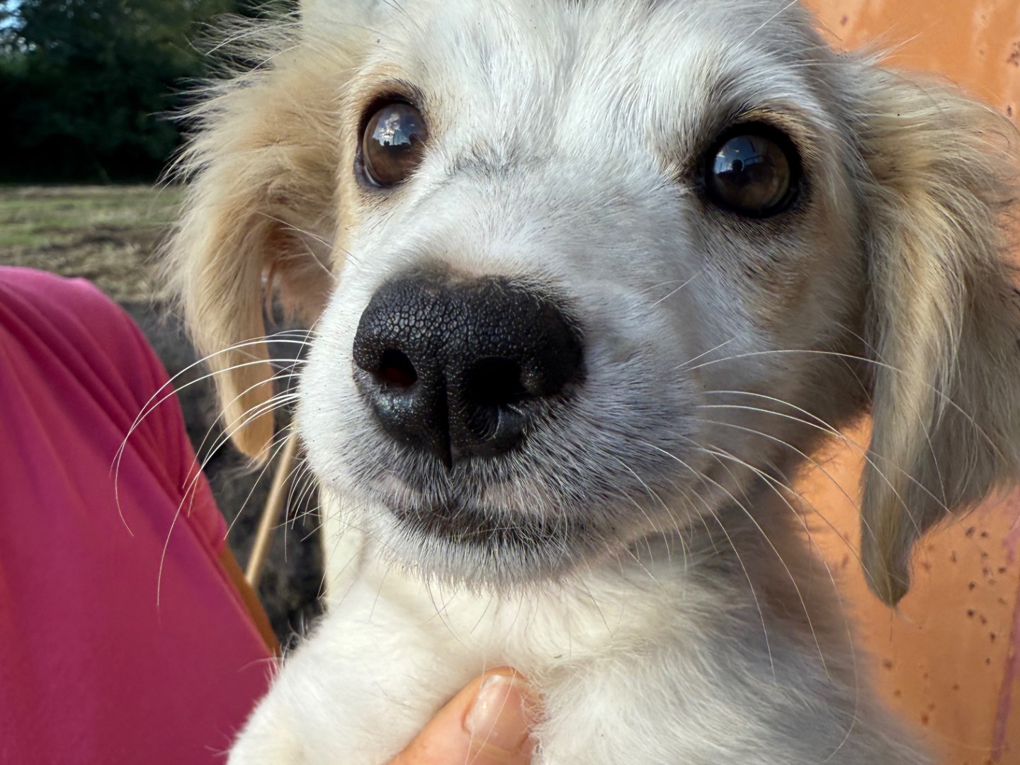 Adotta un cane, taglia media contenuta, maschio, Catanzaro