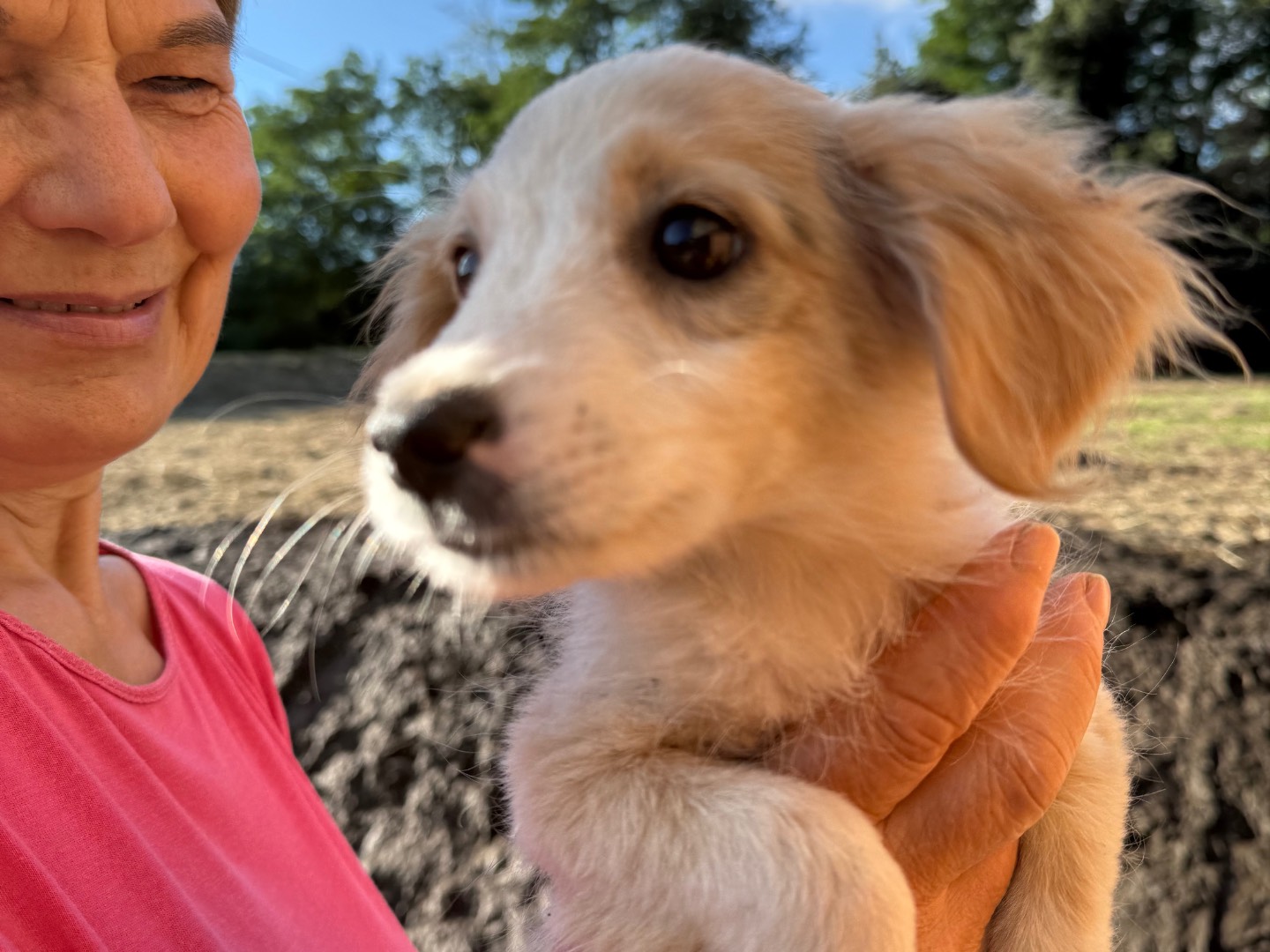 Vuoi adottare un cane a Catanzaro?