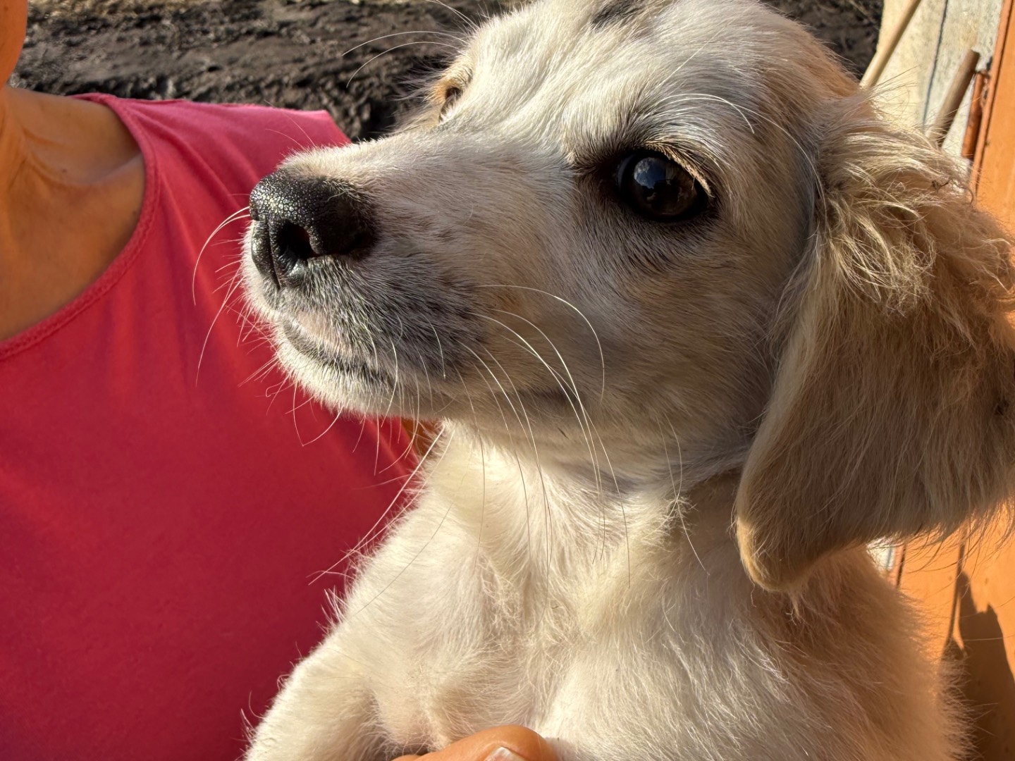 Adotta il cane Lilly Lumy Lulù a Catanzaro