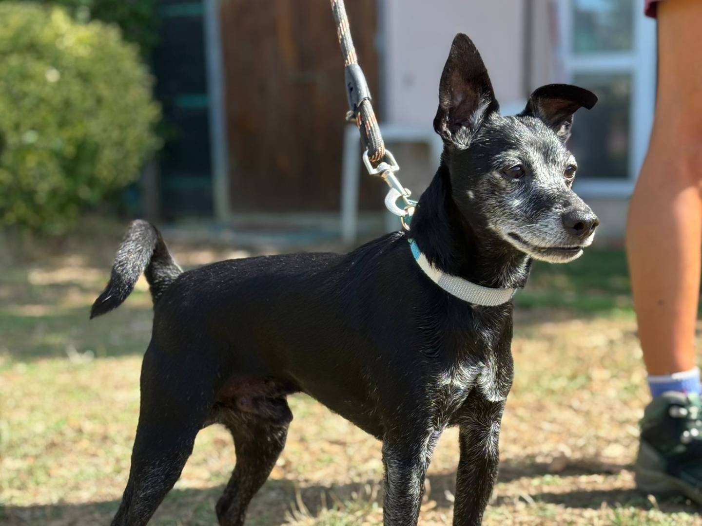 Adozione cane, maschio, Razza sconosciuta Razza sconosciuta, 10 anni e 8 mesi, taglia piccola, Pisa