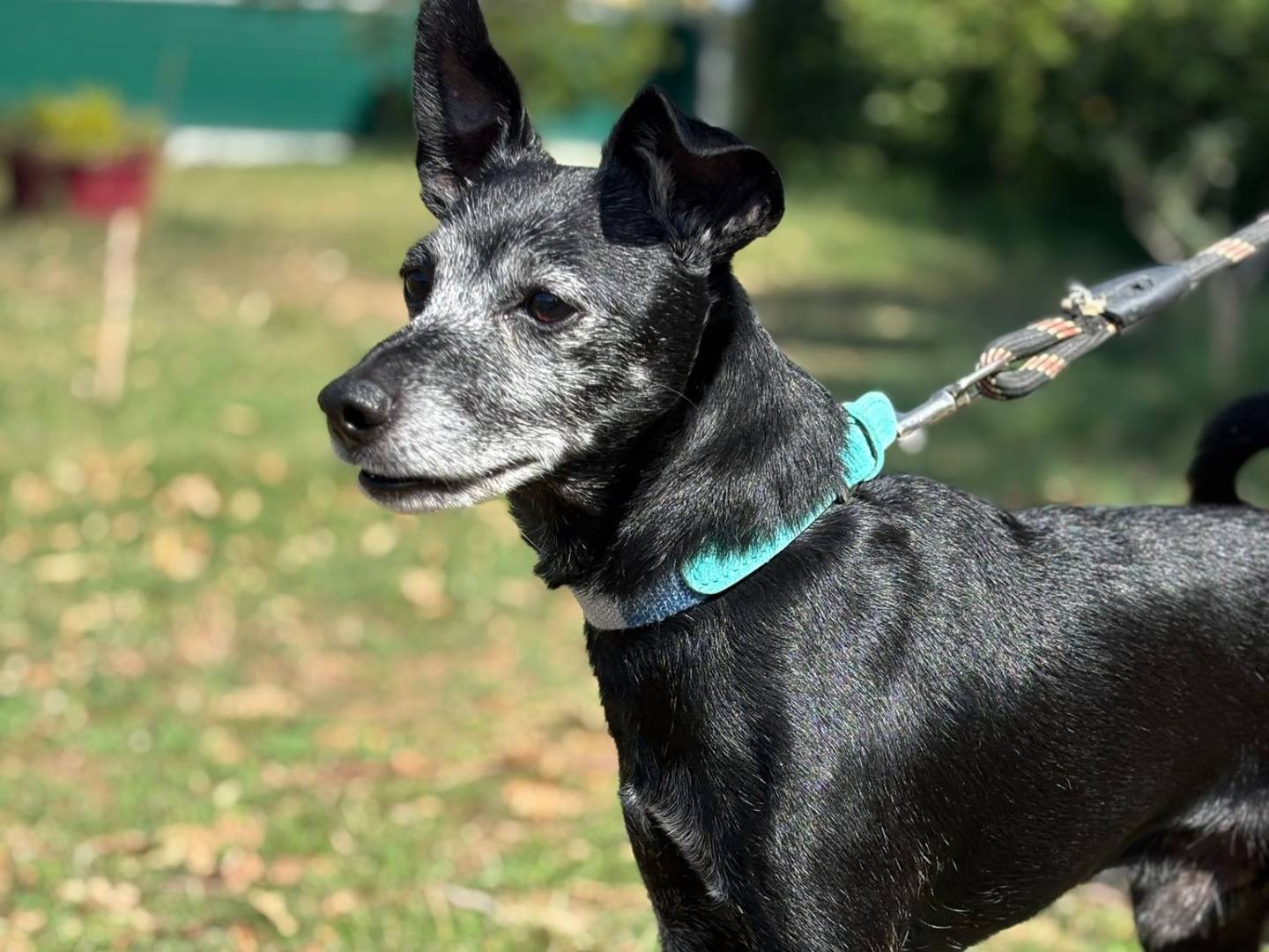 Adotta un cane, maschio, 10 anni e 8 mesi, Pisa
