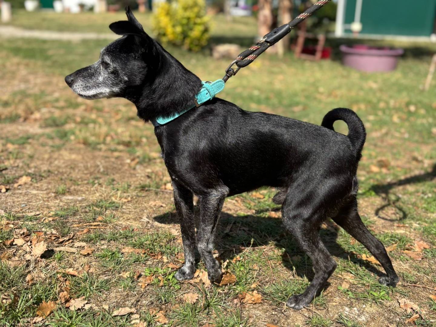 Adotta un cane, taglia piccola, maschio, Pisa