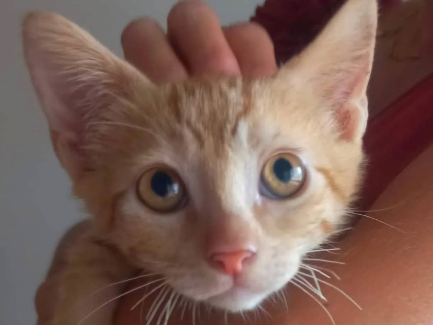 Adozione gatto, maschio, Razza sconosciuta Razza sconosciuta, 2 mesi, taglia non valida, Latina