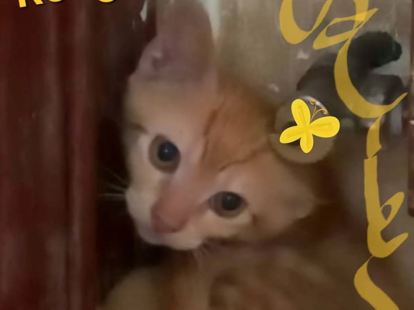 Adotta un gatto, maschio, 2 mesi, Latina