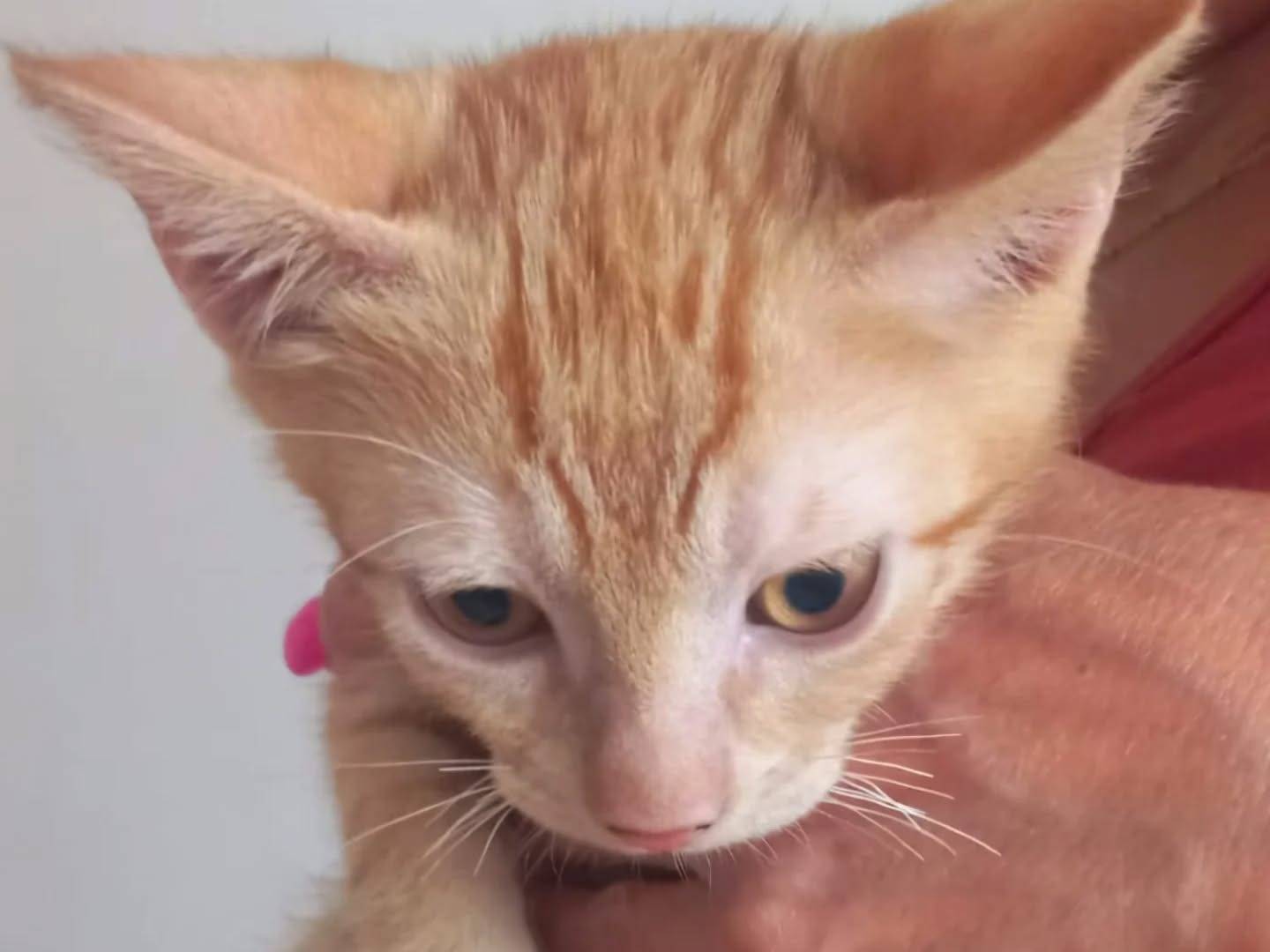 Adotta un gatto, taglia non valida, maschio, Latina