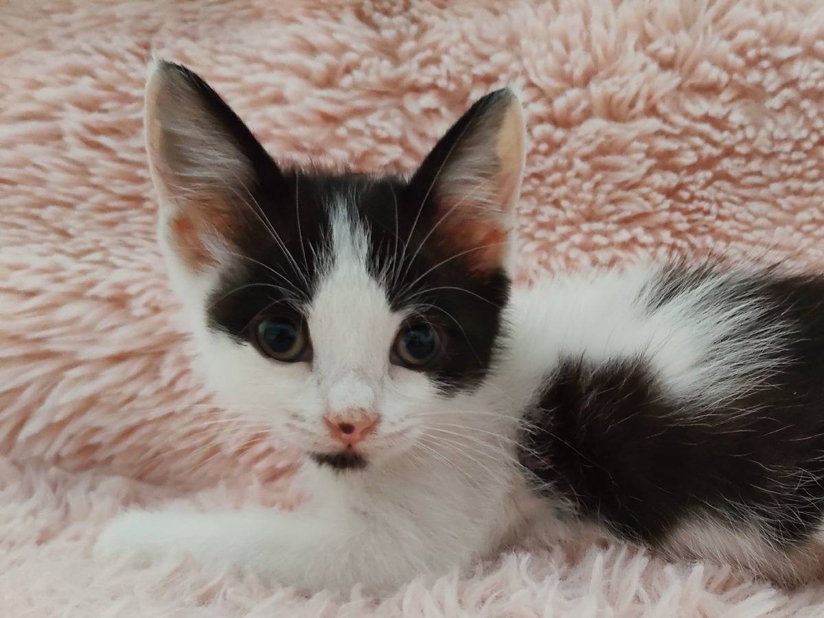 Adozione gatto, femmina, Razza sconosciuta Razza sconosciuta, 2 mesi, taglia non valida, Roma
