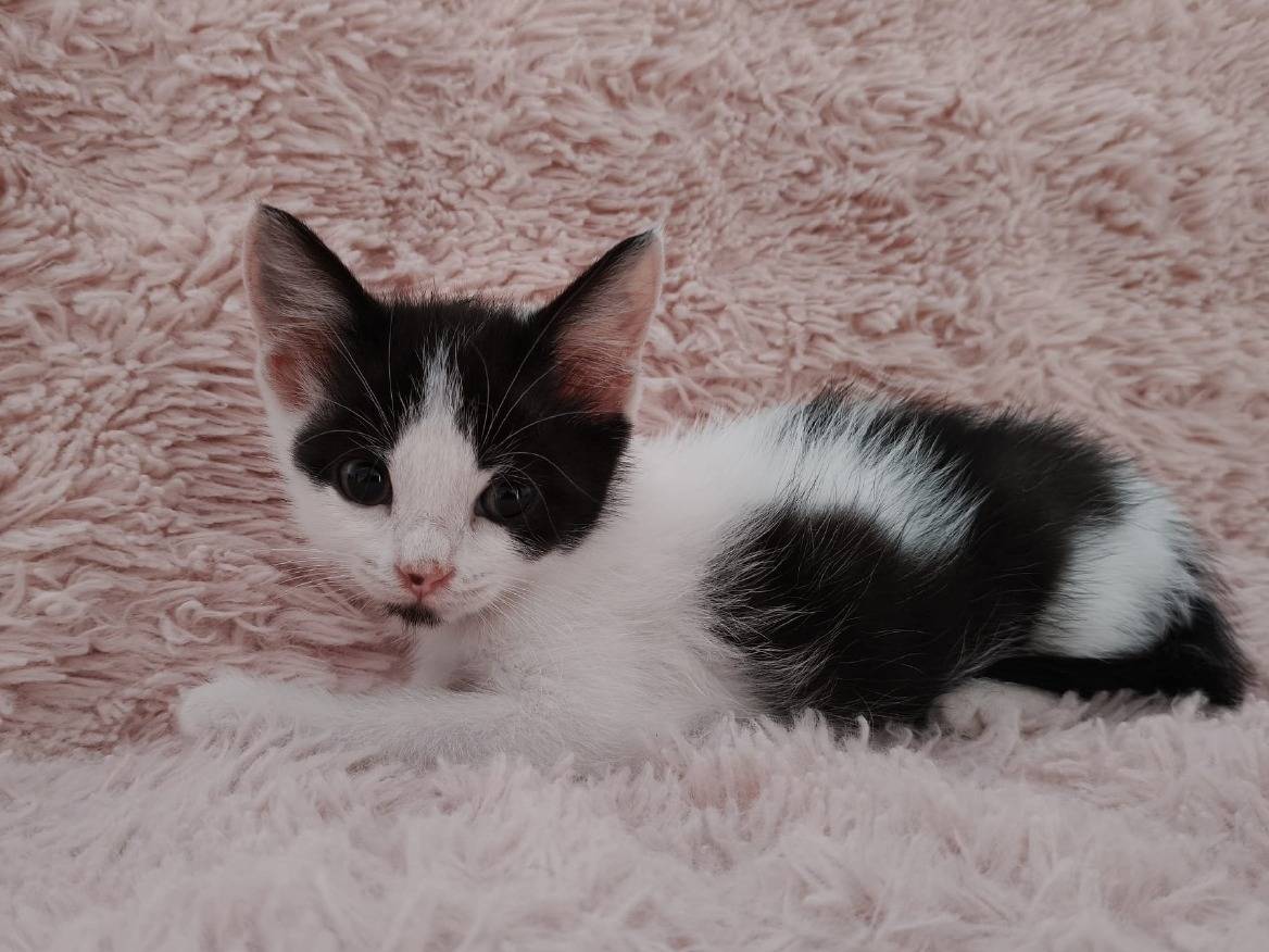 Adotta un gatto, femmina, 2 mesi, Roma