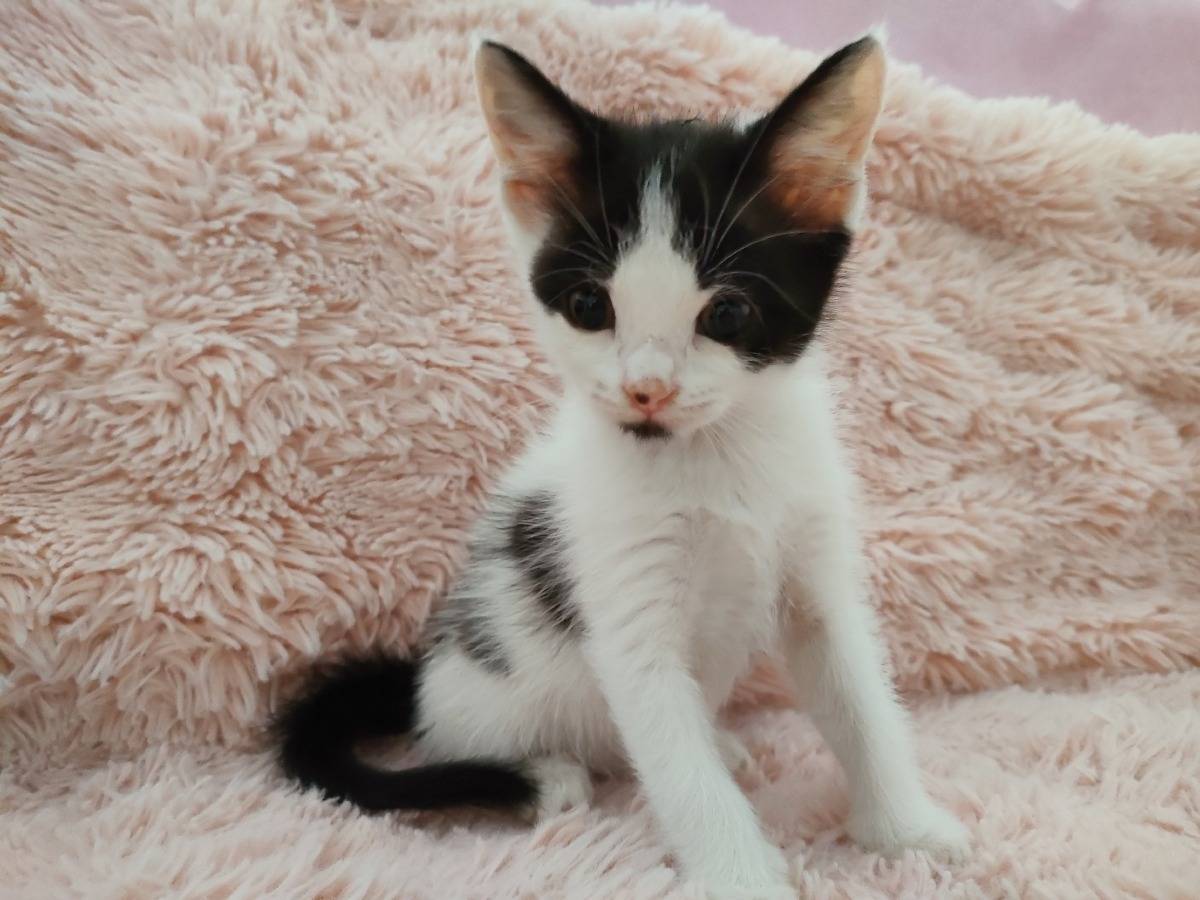 Adotta un gatto, taglia non valida, femmina, Roma
