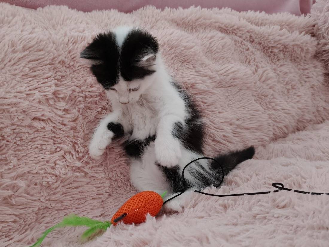 Vuoi adottare un gatto a Roma?