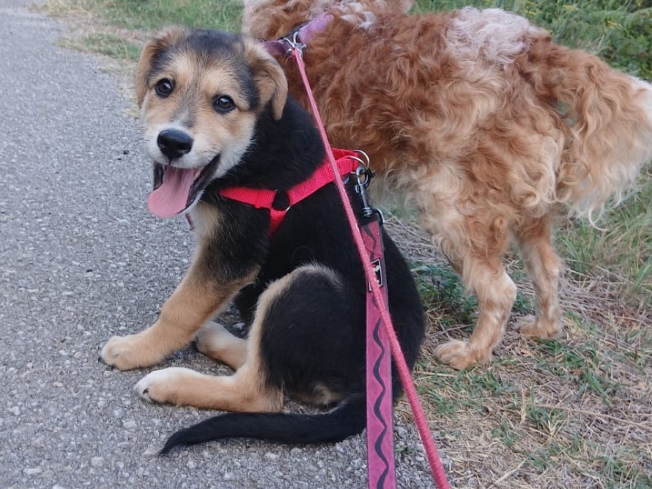 Adozione cane, femmina, Razza sconosciuta Razza sconosciuta, 3 mesi, taglia media, Salerno