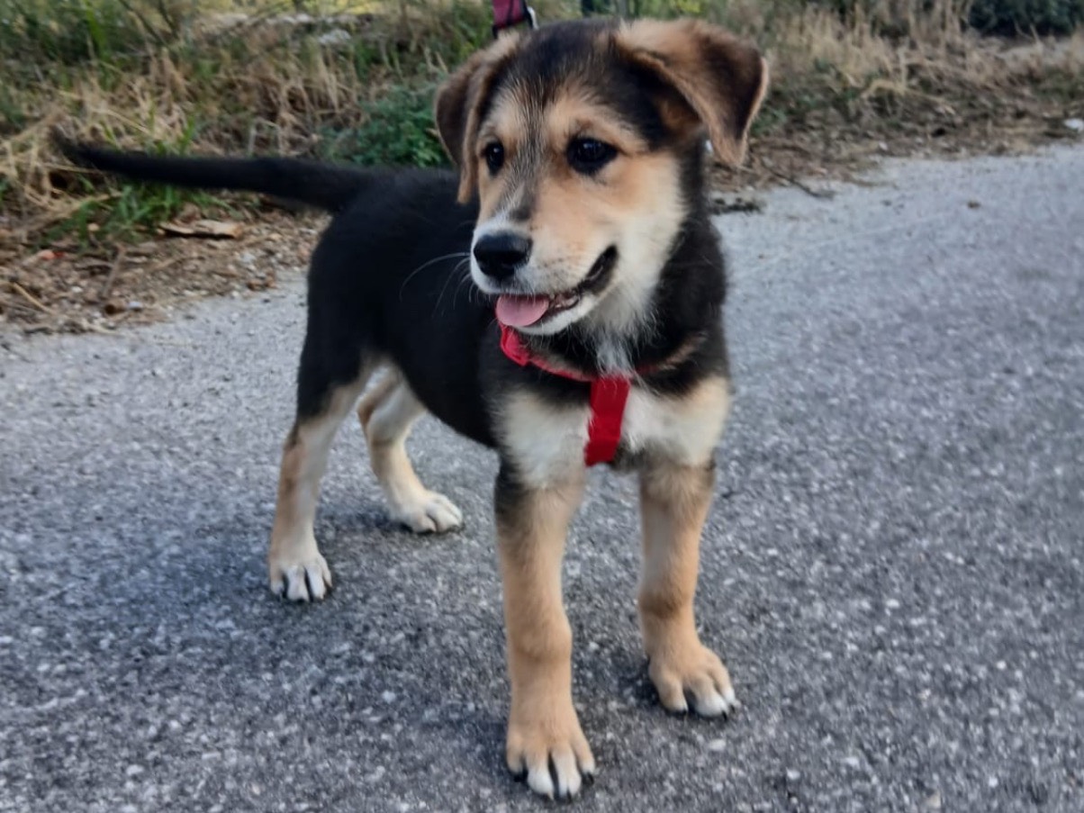 Adotta un cane, femmina, 3 mesi, Salerno