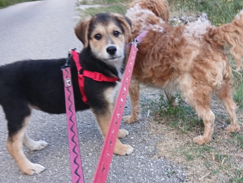 Adotta un cane, taglia media, femmina, Salerno