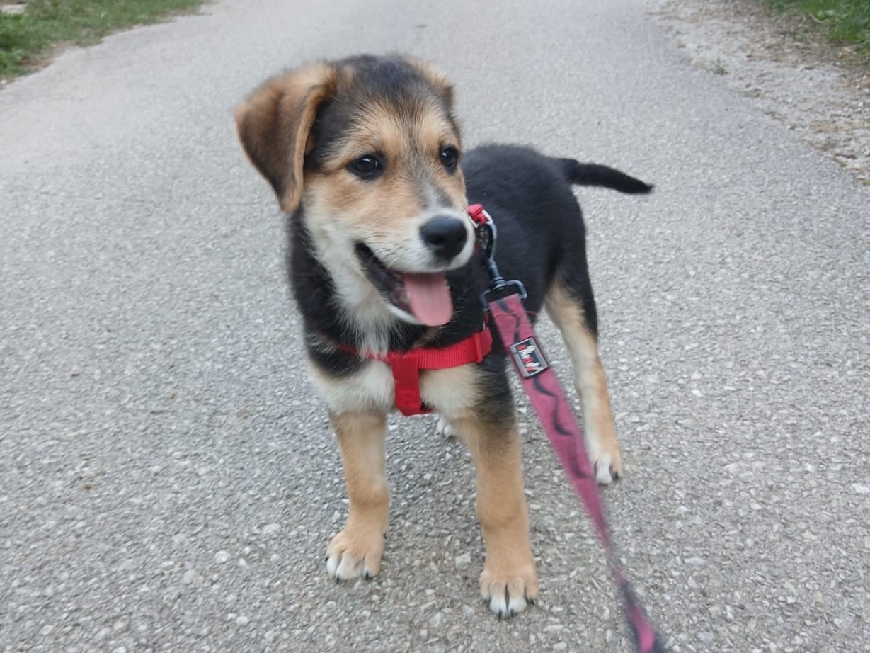 Adotta il cane Gemma a Salerno