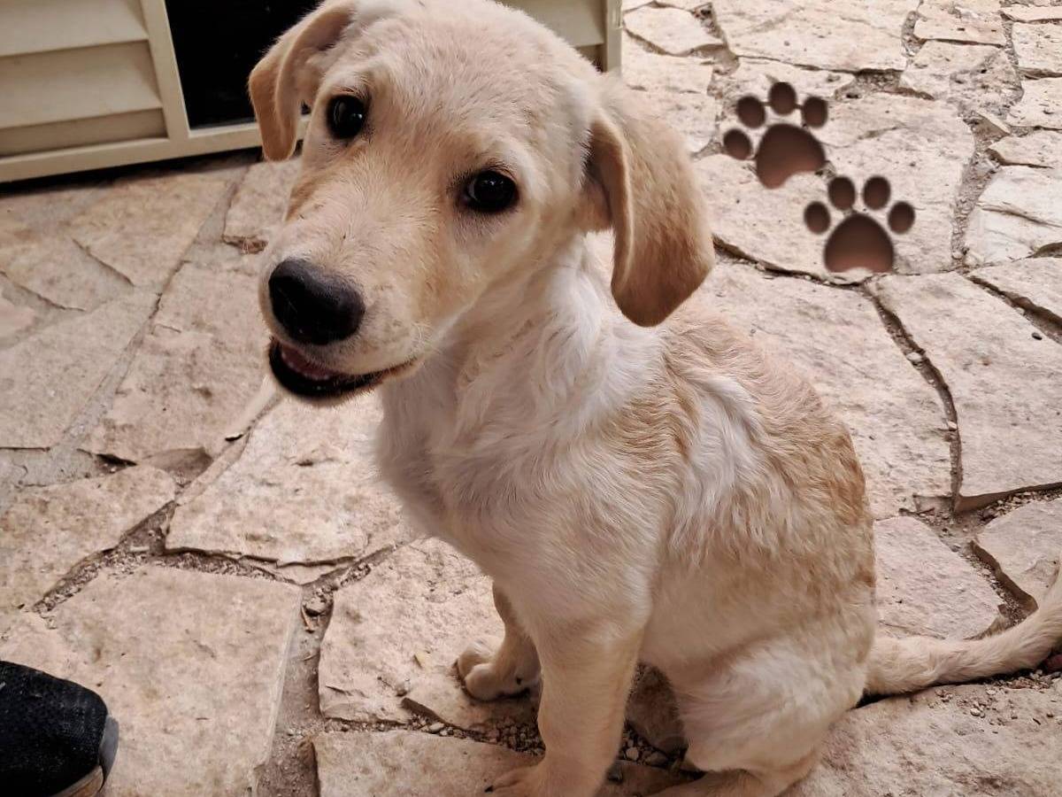 Adozione cane, femmina, Razza sconosciuta Razza sconosciuta, 4 mesi, taglia media contenuta, Foggia