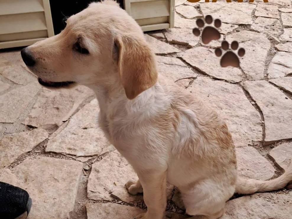 Adotta un cane, femmina, 4 mesi, Foggia