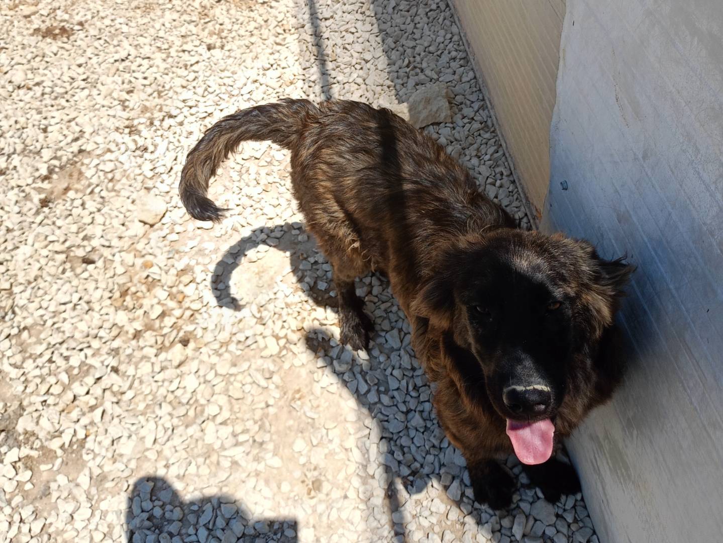 Adozione cane, maschio, Razza sconosciuta Razza sconosciuta, 9 mesi, taglia media, Ragusa