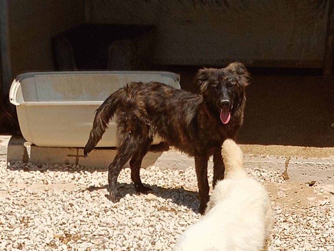 Adotta un cane, maschio, 9 mesi, Ragusa
