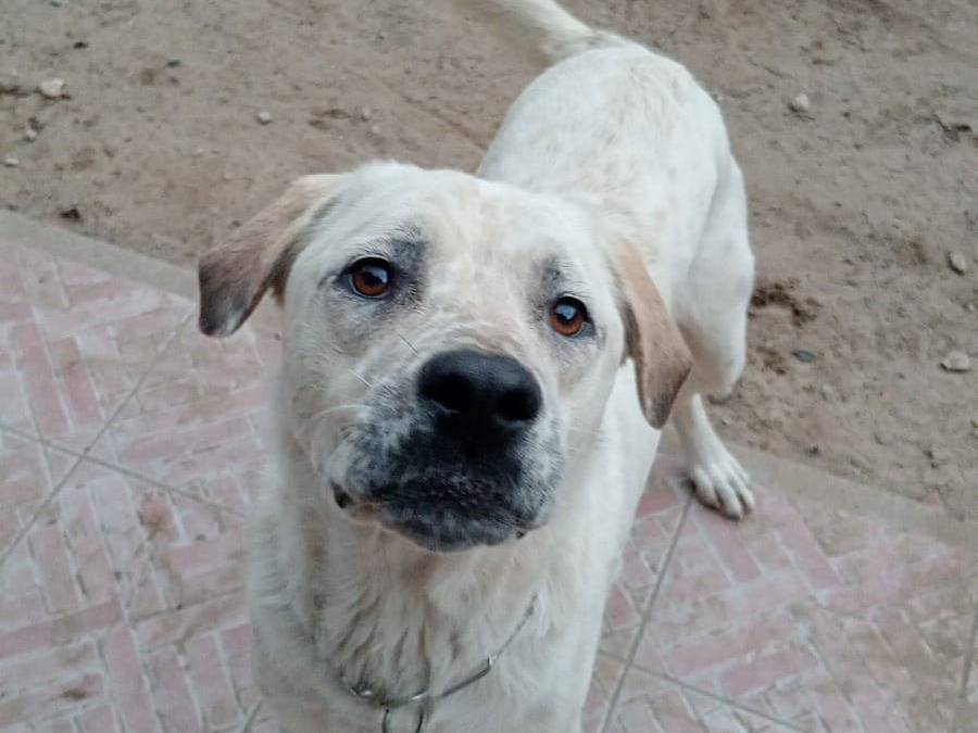 Adozione cane, maschio, Corso Setter Inglese, 2 anni e 4 mesi, taglia grande, Pavia