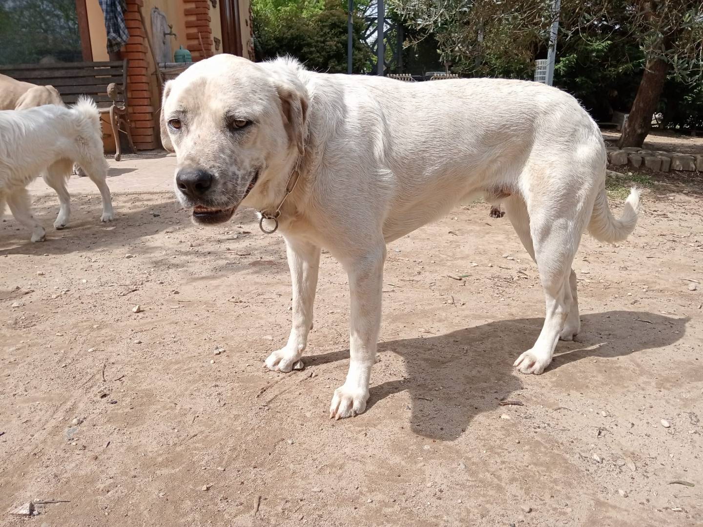 Adotta un cane, maschio, 2 anni e 4 mesi, Pavia