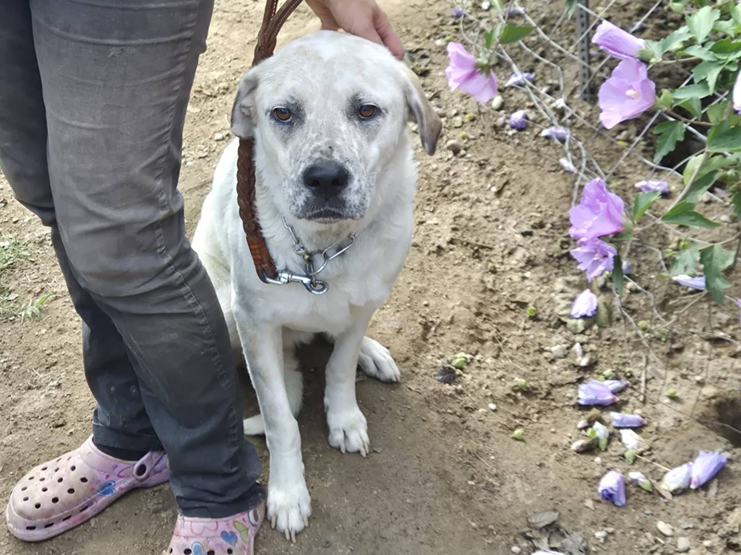 Adotta un cane, taglia grande, maschio, Pavia