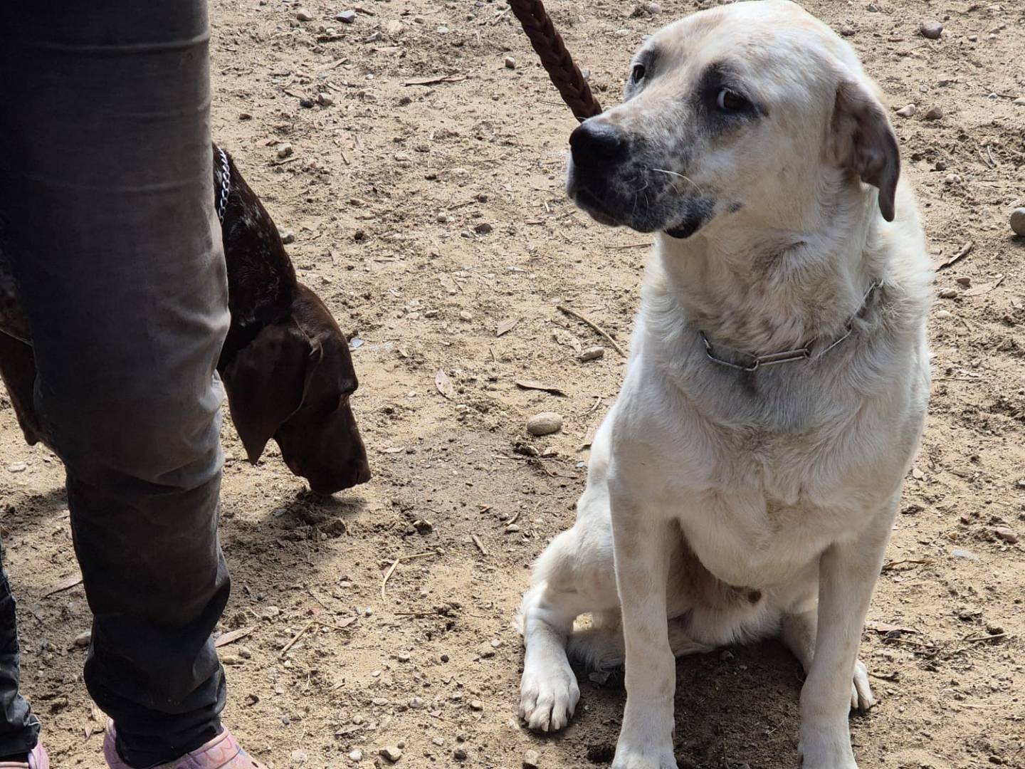 Adotta il cane Blanco a Pavia